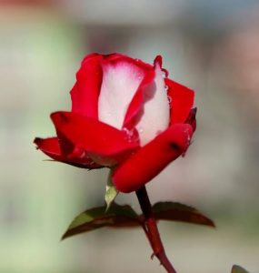 A Rose 'Love You' PBR 3ft Standard (Bare Rooted) red and white rose with dewdrops on the petals.