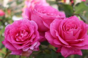 Close-up of vibrant pink Rose 'Dream Chaser™' PBR blooms on a 3ft standard, bare-rooted.