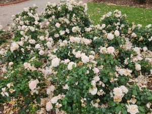 A lush rose garden featuring numerous pale pink Rose 'Louisa Stone™' Bush Form roses in full bloom, surrounded by green foliage.