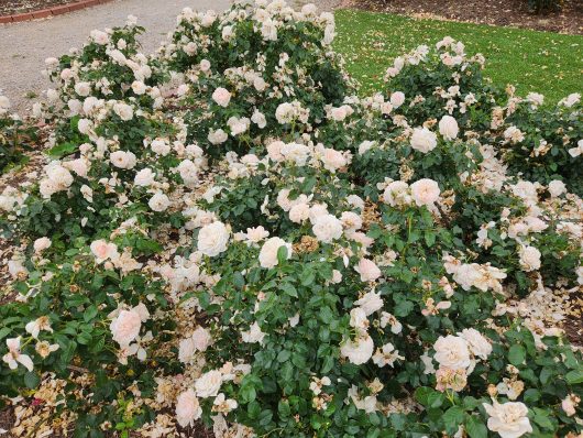 A lush rose garden featuring numerous pale pink Rose 'Louisa Stone™' Bush Form roses in full bloom, surrounded by green foliage.