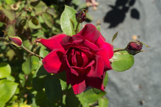 A vibrant red rose in full bloom with buds and leaves, in sunlight.