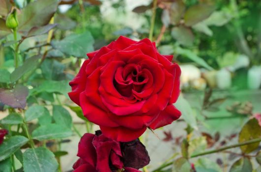 A vibrant red Rose 'Star Burst' PBR Bush Form in full bloom, with layers of delicate petals, set against a backdrop of green foliage.