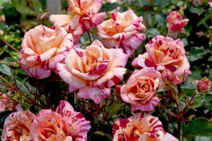 A cluster of vibrant pink and white speckled Rose 'Topsy Turvy' Bush Form in full bloom, surrounded by green foliage.