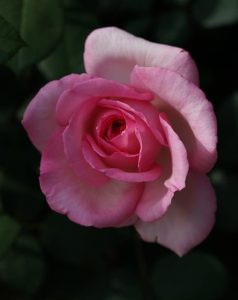 A single pink Rose 'Violina™' 2ft Standard in bloom with a dark background.