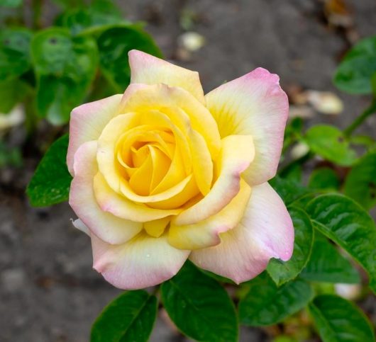 A yellow rose with pink-tipped petals in full bloom.