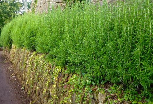 A lush rosemary hedge growing atop a stone wall with trailing plants along the side.
