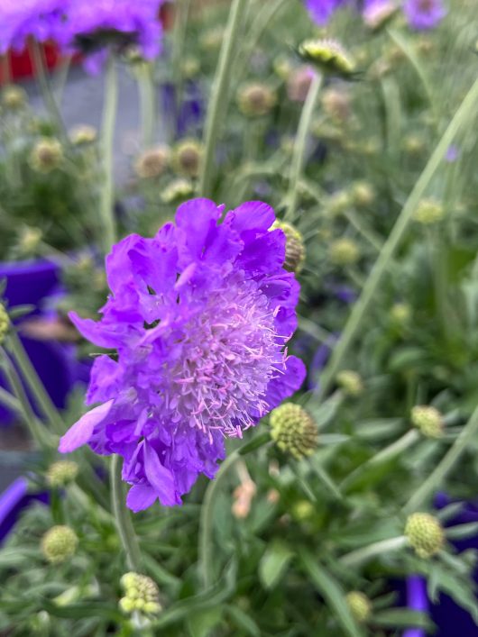 Close-up of a vibrant Scabiosa 'Mariposa Blue' Pincushion 8" Pot in full bloom, surrounded by lush green foliage and unopened buds.