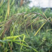 Close-up of a dew-covered Themeda 'Kangaroo Grass' 3" Pot seed head against a blurred green background.
