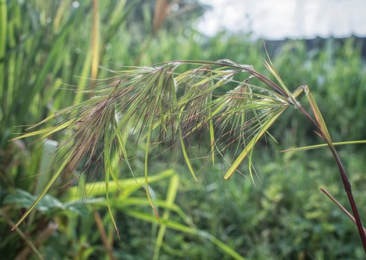 Close-up of a dew-covered Themeda 'Kangaroo Grass' 3" Pot seed head against a blurred green background.