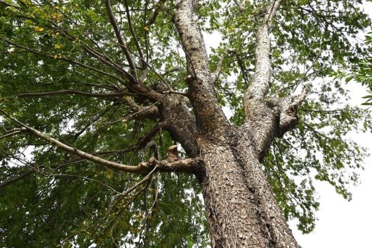 Upward view of a large Ulmus parvifolia 'Chinese Elm' with textured bark and spreading branches against a bright sky.