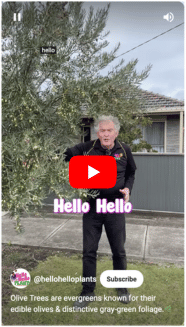 A man in a black jacket stands in front of an olive tree, with a video play button overlay and text promoting a YouTube channel about planting a garden. Youtube Video of Chris about Olive Trees