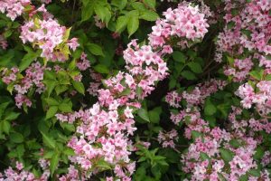 Pink and white Weigela 'Pink Poppet' 6" Pot flowers blooming amidst green foliage.