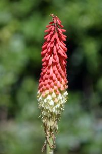 aloe venus red and white yellow flower spikes