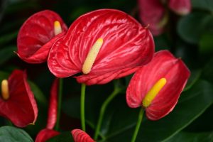 Sentence with product name: Vibrant red Anthurium 'Red' flowers displaying their prominent yellow spadices against a backdrop of lush green foliage, perfectly presented in a 7" pot.