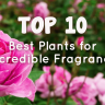 Top 10 best indoor plants for incredible fragrance" text over a background of blooming pink roses.