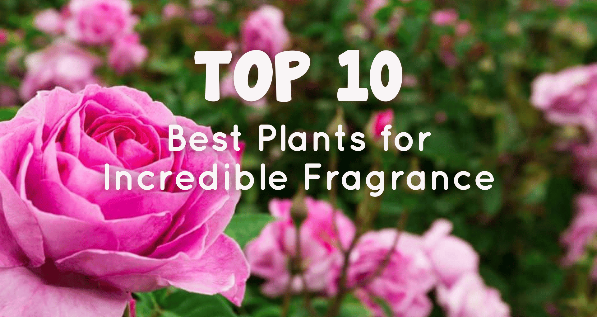 Top 10 best indoor plants for incredible fragrance" text over a background of blooming pink roses.