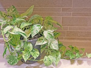 Potted variegated pothos plant on a countertop against a brick wall backdrop.