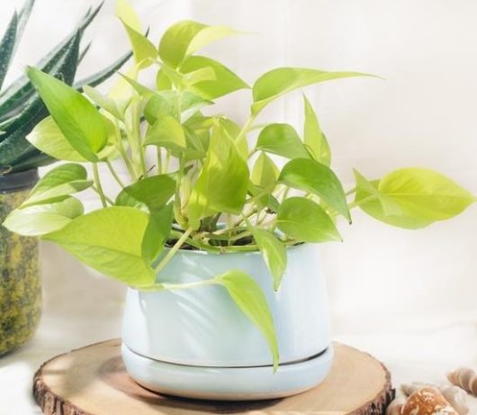 Pothos plant in a light blue pot on a wooden slice, surrounded by decorative items and another plant.