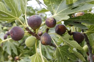 Ripe and unripe figs attached to a branch with green leaves of a Ficus 'Archipal' Fig 8" Pot.
