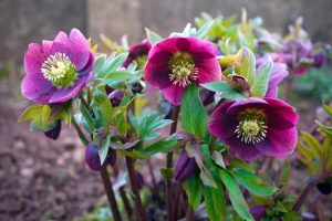 A cluster of purple Helleborus 'Anna's Red' in bloom with green foliage, in a 7" pot.