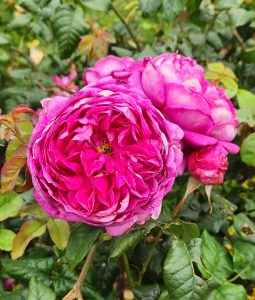 Close-up of vibrant pink Rose 'Let's Celebrate' Bush Form with layers of petals, surrounded by green leaves.