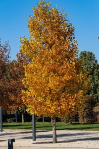 A vibrant, Liriodendron 'Upright Tulip Tree' 12" Pot in full autumn color against a clear blue sky.