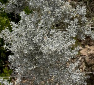 A close-up image of an Olearia 'Coast Daisy' 6" Pot plant, showcasing its silvery-gray, fuzzy leaves under bright sunlight.