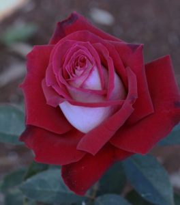 A close-up of a Rose 'The RSL Rose' 3ft Standard (Bare Rooted), with pink hues at its center, set against a blurred natural background.