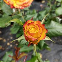 A Rose 'Tequila Sunrise' Bush Form (Eco Grade) in bloom, with yellow and red petals edged in crimson, surrounded by verdant green leaves and foliage. The background is softly out of focus.