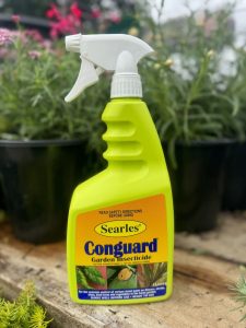 A bright green bottle of Searles 'Conguard Ready to Use' Spray 1L garden insecticide with pyrethrum and a spray nozzle, displayed in front of foliage.
