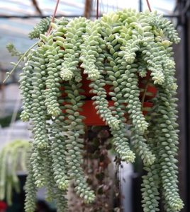 A hanging red pot with overflowing green burro's tail succulents (sedum morganianum) in a greenhouse.