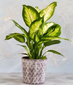 A dieffenbachia plant with vibrant green and yellow leaves in a decorative gray and white chevron-patterned pot against a textured gray background.