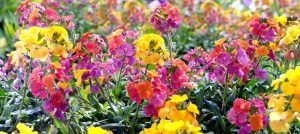 Colorful pansies and Cheiranthus Wallflower in full bloom in a garden.