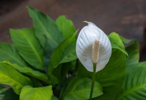 A single Spathiphyllum 'Stephanie' Peace Lily with a prominent yellow spadix, surrounded by lush green leaves in an 8" pot.