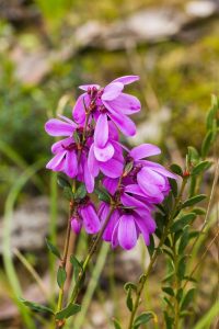 A cluster of vibrant pink tetratheca ciliata 6" Pot blooms atop green stems against a natural, soft-focus background.