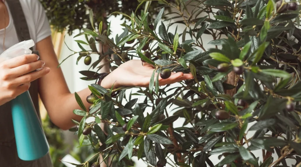 A person sprays water on an olive tree in their garden, examining its dark ripe olives. watering