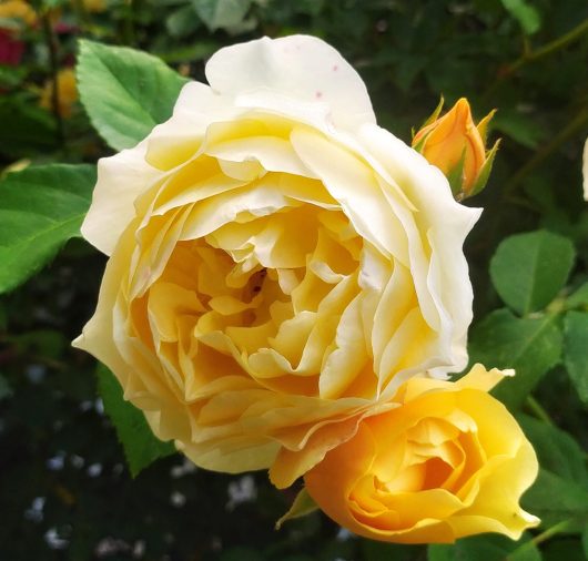 A close-up of a vibrant yellow rose with layers of petals, one of the top indoor plants, accompanied by a smaller bud against a background of green foliage.