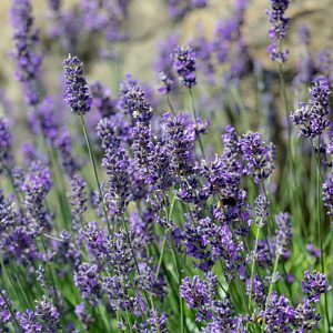 Close-up of vibrant purple lavender flowers in full bloom with a visible bee collecting pollen.