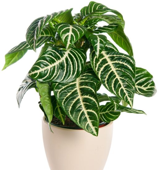 A potted plant with glossy, dark green leaves featuring prominent white veins. The plant is in a white, round pot.