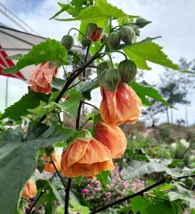 Close-up of orange, bell-shaped Abutilon flowers with green leaves and buds on a plant in a garden. The Abutilon 'Lucky Lantern Tangerine' 6" Pot (Copy) flourishes in its 6" pot. Background shows a canopy, trees, and plants under a cloudy sky.