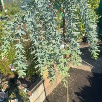 Acacia baileyana Goldilocks Weeping Grafted Standard Wattle 12inch Pot australian native wattle