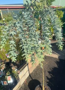 Acacia baileyana Goldilocks Weeping Grafted Standard Wattle 12inch Pot australian native wattle