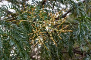 A cluster of small, unopened yellow buds on a branch amidst dark green, elongated leaves thrives in an Acacia 'Mountain Cedar Wattle' 6" Pot, reminiscent of the resilient Mountain Cedar Wattle.