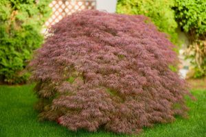 A large, lush Acer 'Ornatum Bronze' with deep red leaves, situated on a well-maintained grass lawn with a lattice fence in the background.