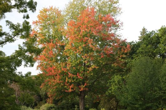 The Acer 'Silver' Japanese Maple in a 10" pot displays leaves shifting from green to bright orange and red, marking the arrival of autumn as it stands out among other green trees in a park.