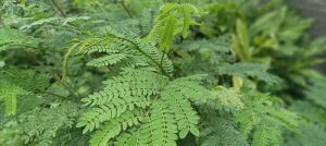 Close-up of lush green leaves in a garden setting, with intricate leaf patterns and varying shades of green, reminiscent of the serene beauty found in Adiantum 'Valley Mist' Maidenhair Fern 5" Pot (Copy).
