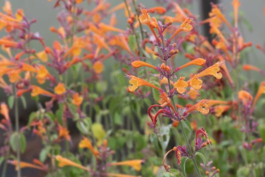 Agastache Party Peach orange apricot cottage flowers anise hyssop