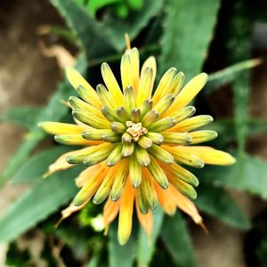 Top view of a vibrant yellow and green flower with elongated petals, surrounded by green, pointed leaves, thriving in an Aloe 'Pink Blush' 6" Pot (Copy).