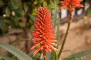 Aloe 'Mighty coral. soft burnt orange red flower spikes
