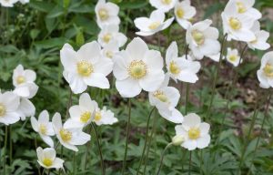 A cluster of white Anemone 'Dainty Swan' Windflower 6" Pot flowers with yellow centers growing in a garden with green foliage in the background.